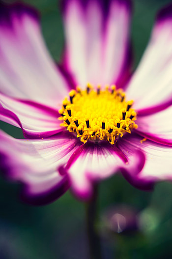 Violet, Flower, Macro, Close-Up, Purple, Pollen, Blooms, Kosmeya, Cosmos HD phone wallpaper