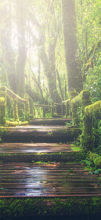 rainforest , Wooden bridge escape, Green forest paradise, Natural bliss HD phone wallpaper