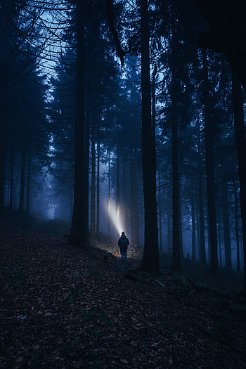 Dark, Forest, Fog, Human, Person, Flashlight HD phone wallpaper