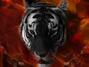 Eye of the Tiger, rose, colours, tiger, flames HD wallpaper