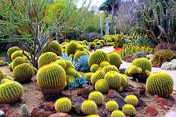 Desert Botanical Garden, Cactus HD wallpaper