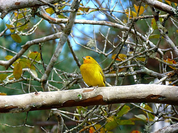 Yellow Bird, limb, bird, tree, yellow HD wallpaper