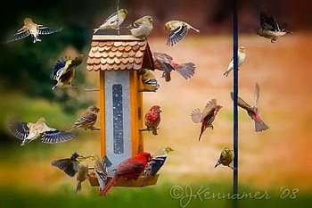 Air Traffic Control Needed!, animal, wing, bird, flight, flying, birdhouse HD wallpaper
