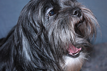 Latido, dog, black, apso, lhasa HD wallpaper