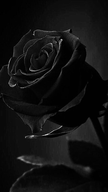 Black Rose, Adorable, Black Rose Adorable Rose HD phone wallpaper