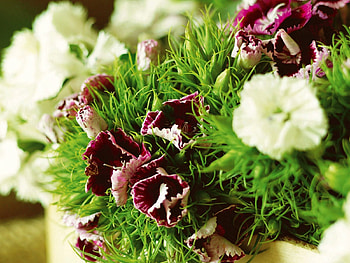 Flowers, Carnations, Greens, Sharpness HD wallpaper
