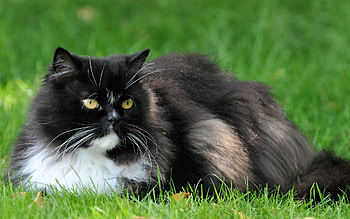 Animals, Cat, Fluffy, To Lie Down, Lie HD wallpaper