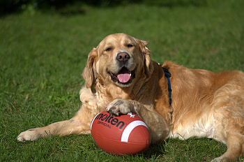 Animals, Grass, To Lie Down, Lie, Dog, Ball, Playful, Golden Retriever HD wallpaper