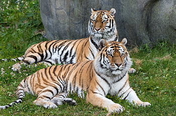 Animals, Tigers, Predator, Big Cat, Tiger HD wallpaper