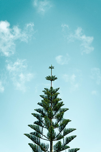 Nature, Needle, Wood, Tree, Fir, Spruce HD phone wallpaper