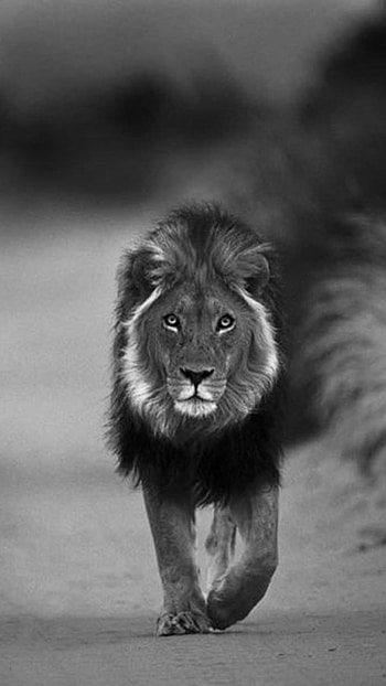 Black Lion, Jungle King, Animal HD phone wallpaper
