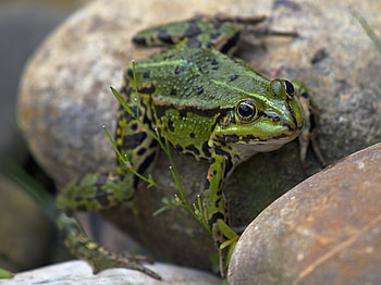 Animals, Rock, Stone, Frog, Amphibian HD wallpaper