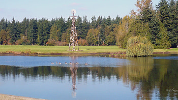 Autumn in the Country, windmill, washington, fall, farm, country, lake, rural, field, trees, autumn, geese HD wallpaper