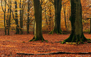 Beech trees , Nature's beauty, Landscape perfection, Nature's artistry HD wallpaper