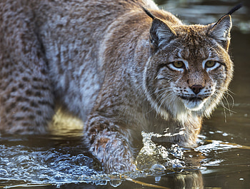 Animals, Water, Iris, Muzzle, Predator HD wallpaper
