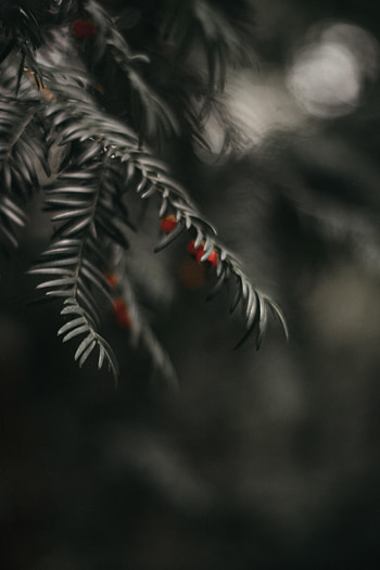 Macro, Branch, Berry, Sea Buckthorn HD phone wallpaper