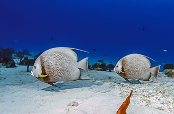 Angelfish elegance, High definition, Stunning , Aquatic creature HD wallpaper