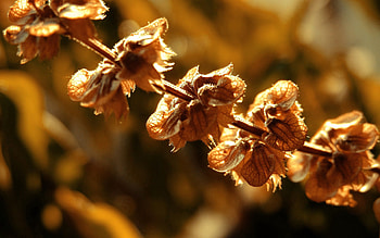 Plant, Macro, Branch, Shadow, Dry HD wallpaper