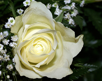 White Rose, rose, white, petals, flower, gorgeous, nature HD wallpaper