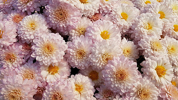 Chrysanthemum, Pink flower, Stunning , Floral beauty HD wallpaper