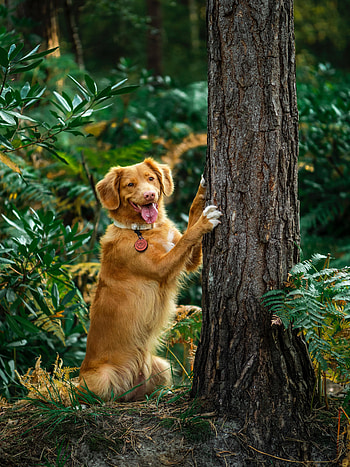 Funny, Animals, Wood, Tree, Dog, Protruding Tongue, Tongue Stuck Out, Retriever HD phone wallpaper