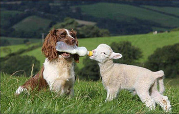 cute, dog, animals, cool, lamb HD wallpaper