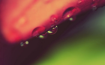 Background, Plant, Macro, Drop, Edge HD wallpaper