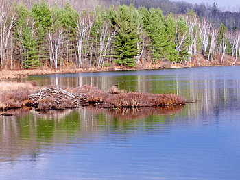 Birch Along The Shoreline, Reflections, graphy, Birch Trees, Lake, Nature HD wallpaper