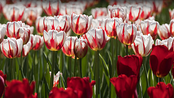 Tulip Bloom: A Vivid Nature Wonderland, nature, tulip HD wallpaper