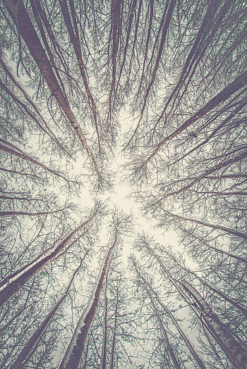 Nature, Trees, Sky, Light, Branches, Light Coloured, Bottom View HD phone wallpaper