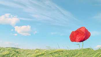 Grass, Flower, Macro, Petals, Poppy HD wallpaper