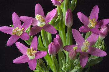 Flowers, purple, nature, petals HD wallpaper