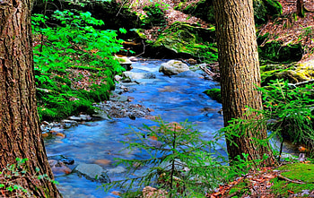 peaceful forest stream, leaves, forest, rocks, stream HD wallpaper