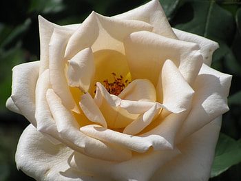 Plants, Flowers, Roses HD wallpaper
