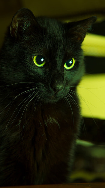 Emerald Gaze: Black Cat, green eyes, black, Animal, cat HD phone wallpaper