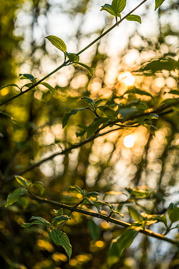 Close-up of green leaves in a forest with sunlit bokeh background, capturing a tranquil natural scene. HD phone wallpaper