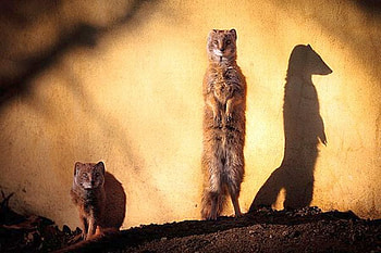 Funny Animal, animal, cool, funny HD wallpaper
