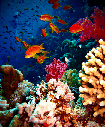 Climate change, Terras liege, Coral reef conservation, Environmental threats HD phone wallpaper