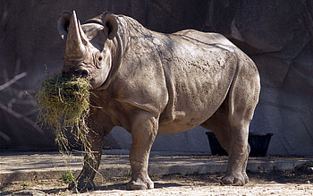 Animals, Grass, Big, Large, Rhinoceros, Reserve HD wallpaper