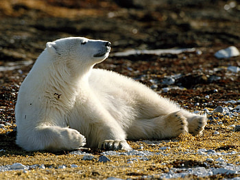 Animals, Lie, To Lie Down, Bear, Paws HD wallpaper