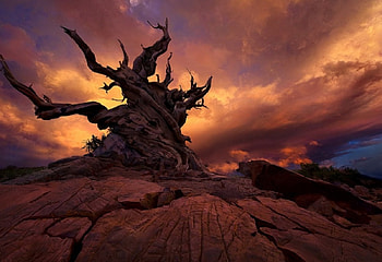 Rider of the tempest, landscapes, clouds, trees, twilight HD wallpaper