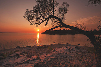 Nature, Rivers, Sunset, Shore, Bank, Wood, Tree HD wallpaper