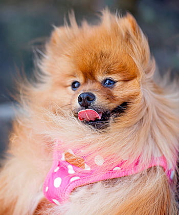 Adorable fluffy Pomeranian dog wearing a pink polka dot harness, showing playful and cute expression. HD phone wallpaper