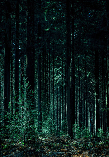 Nature, Trees, Forest, Trunks HD phone wallpaper