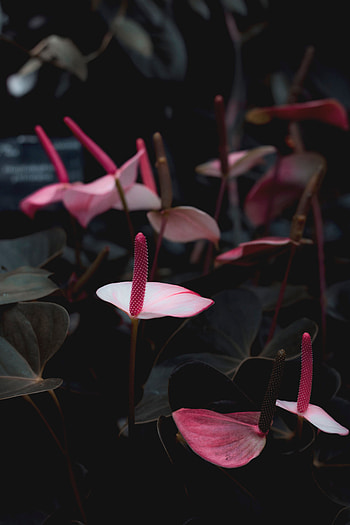 Flowers, Pink, Plant, Bloom, Flowering, Anthurium HD phone wallpaper