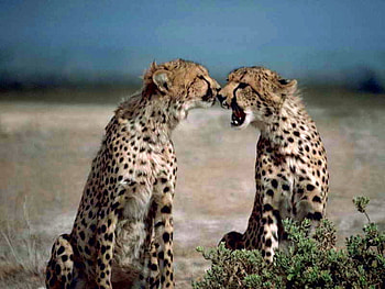 Cheetahs, cool, beautiful HD wallpaper