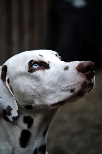 Adorable Dalmatian dog with blue eyes looking upwards. Perfect for pet and animal graphy. HD phone wallpaper