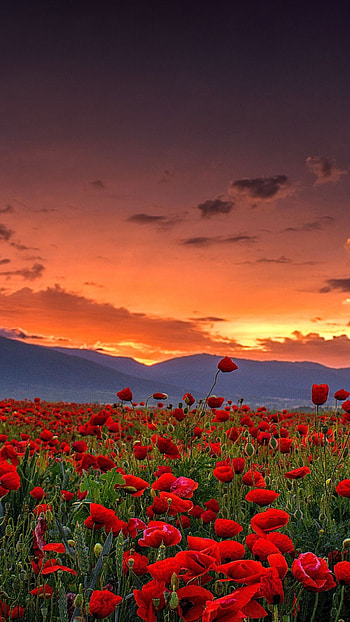 Poppy farm sunset, Scenic nature , Colourful scenery, Rural beauty HD phone wallpaper