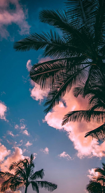 Trees, cloud, sky HD phone wallpaper