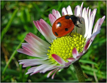 Ladybug, beetle, bug, insect HD wallpaper